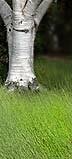 Birch tree in a garden